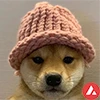 dogwifhat