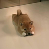 INU